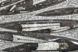 Polished Fossil Orthoceras (Cephalopod) Plate - Morocco #359660-1